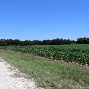 Photo #9 of Sand Rock, Fairmont, NC 27.0 acres
