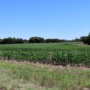 Photo #7 of Sand Rock, Fairmont, NC 27.0 acres
