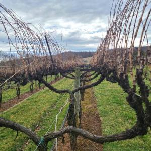 Photo #17 of CHARLES ST, GORDONSVILLE, VA 0.4 acres