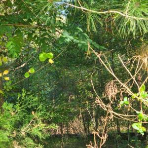 Photo #4 of CHARLES ST, GORDONSVILLE, VA 0.4 acres