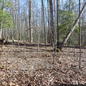 Photo #9 of 905 EASTOVER PKWY, LOCUST GROVE, VA 0.5 acres