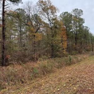 Photo #3 of Porcelain, Maxton, NC 44.0 acres