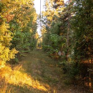 Photo #15 of SHELBY RD, ROCHELLE, VA 67.0 acres