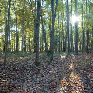 Photo #18 of SHELBY RD, ROCHELLE, VA 67.0 acres