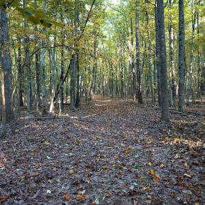 Photo #19 of SHELBY RD, ROCHELLE, VA 67.0 acres