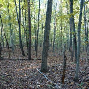 Photo #20 of SHELBY RD, ROCHELLE, VA 67.0 acres