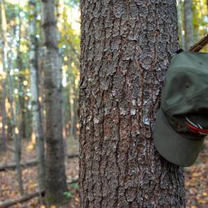 Photo #21 of SHELBY RD, ROCHELLE, VA 67.0 acres