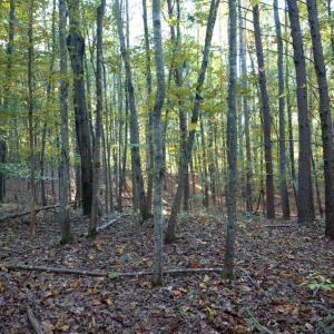 Photo #22 of SHELBY RD, ROCHELLE, VA 67.0 acres