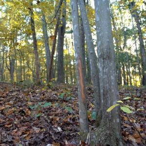 Photo #24 of SHELBY RD, ROCHELLE, VA 67.0 acres
