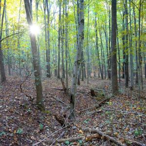 Photo #25 of SHELBY RD, ROCHELLE, VA 67.0 acres