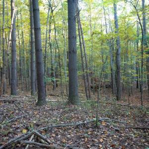 Photo #27 of SHELBY RD, ROCHELLE, VA 67.0 acres