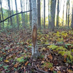 Photo #29 of SHELBY RD, ROCHELLE, VA 67.0 acres