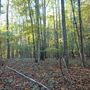 Photo #30 of SHELBY RD, ROCHELLE, VA 67.0 acres