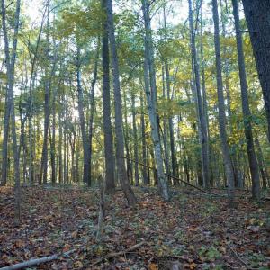 Photo #31 of SHELBY RD, ROCHELLE, VA 67.0 acres