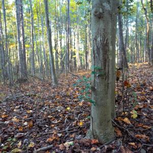Photo #32 of SHELBY RD, ROCHELLE, VA 67.0 acres