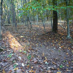 Photo #33 of SHELBY RD, ROCHELLE, VA 67.0 acres