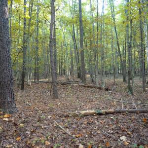 Photo #34 of SHELBY RD, ROCHELLE, VA 67.0 acres