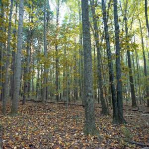 Photo #37 of SHELBY RD, ROCHELLE, VA 67.0 acres