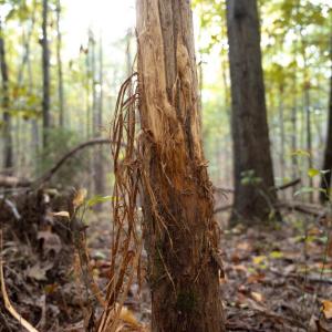 Photo #36 of SHELBY RD, ROCHELLE, VA 67.0 acres