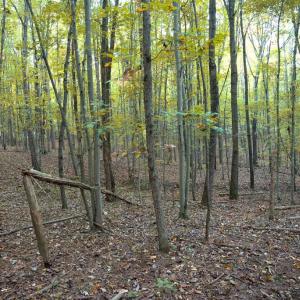 Photo #38 of SHELBY RD, ROCHELLE, VA 67.0 acres
