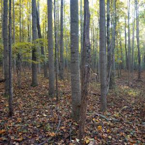 Photo #39 of SHELBY RD, ROCHELLE, VA 67.0 acres