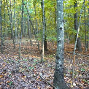 Photo #26 of SHELBY RD, ROCHELLE, VA 67.0 acres