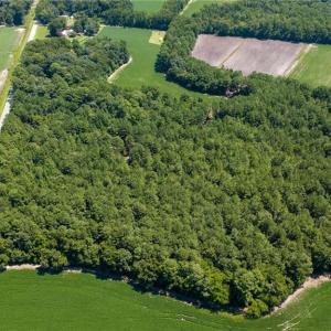 Photo #6 of TBD Balfour, Lumber Bridge, NC 12.5 acres