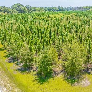 Photo #8 of TBD Blue Springs, Red Springs, NC 61.9 acres
