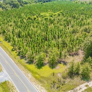 Photo #3 of TBD Blue Springs, Red Springs, NC 61.9 acres