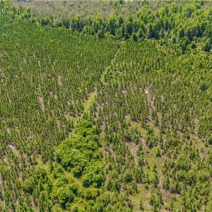 Photo #11 of TBD Blue Springs, Red Springs, NC 61.9 acres