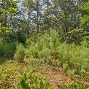 Photo #11 of 121 Buffalo, Fayetteville, NC 1.1 acres