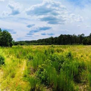 Photo #4 of McNeill Lake, Lumber Bridge, NC 76.0 acres