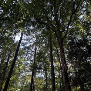 Photo #1 of 0 Lot 1761 Irish, Sanford, NC 0.2 acres
