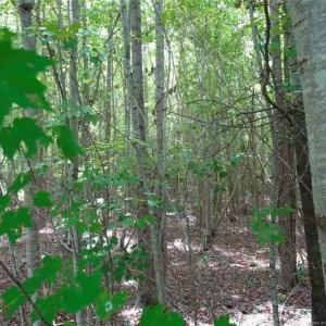 Photo #3 of Giles, Linden, NC 88.1 acres