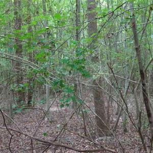 Photo #4 of Giles, Linden, NC 88.1 acres