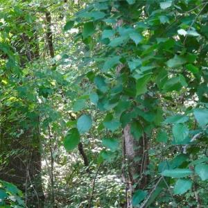 Photo #3 of Gilbert, Eastover, NC 0.5 acres