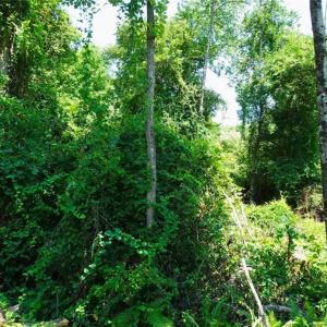 Photo #2 of Ridgefield, Eastover, NC 0.5 acres