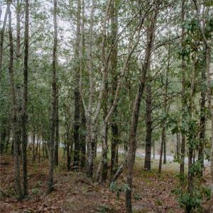 Photo #4 of Lot 3-TBD Nighthawk, Aberdeen, NC 7.1 acres