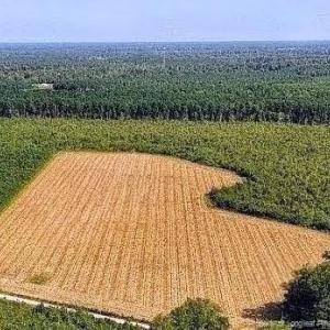 Photo #2 of 9 Triple B, Autryville, NC 14.4 acres