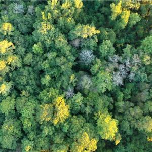 Photo #13 of Tar Heel Rd, Lumberton, NC 17.2 acres