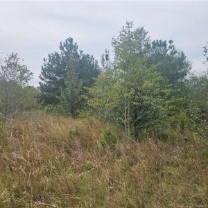 Photo #2 of Shannon, Shannon, NC 37.0 acres
