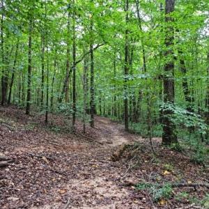Photo #3 of 6700 Cass Holt, Holly Springs, NC 38.5 acres