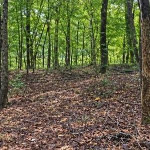 Photo #6 of 6700 Cass Holt, Holly Springs, NC 38.5 acres