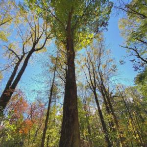 Photo #30 of CASTLETON VIEW ROAD, CASTLETON, VA 25.2 acres