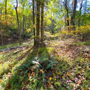 Photo #4 of CASTLETON VIEW ROAD, CASTLETON, VA 25.2 acres