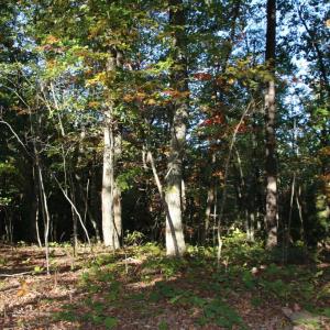 Photo #3 of MIDDLE OF NO WAY LN, CASTLETON, VA 30.5 acres
