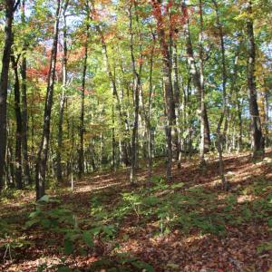 Photo #5 of MIDDLE OF NO WAY LN, CASTLETON, VA 30.5 acres