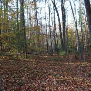 Photo #6 of MIDDLE OF NO WAY LN, CASTLETON, VA 30.5 acres