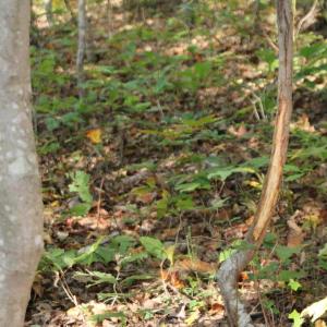 Photo #7 of MIDDLE OF NO WAY LN, CASTLETON, VA 30.5 acres