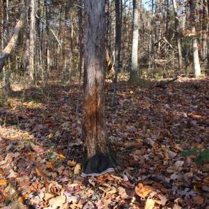 Photo #4 of MIDDLE OF NO WAY LN, CASTLETON, VA 30.5 acres